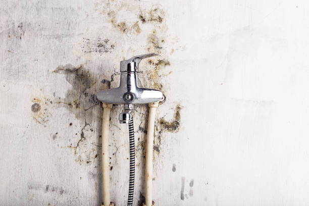 Best Basement Mold Remediation in Okawvle, IL