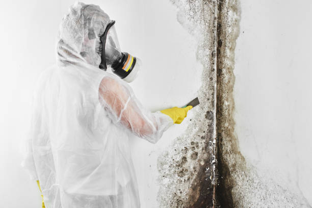 Best Health and Safety Mold Remediation in Okawvle, IL