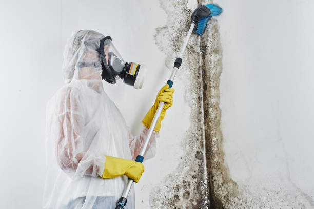 Best Insurance-Related Mold Remediation in Okawvle, IL