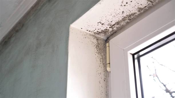 Best Industrial Mold Remediation in Okawvle, IL