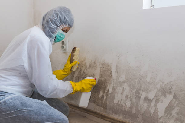 Best HVAC Mold Remediation in Okawvle, IL