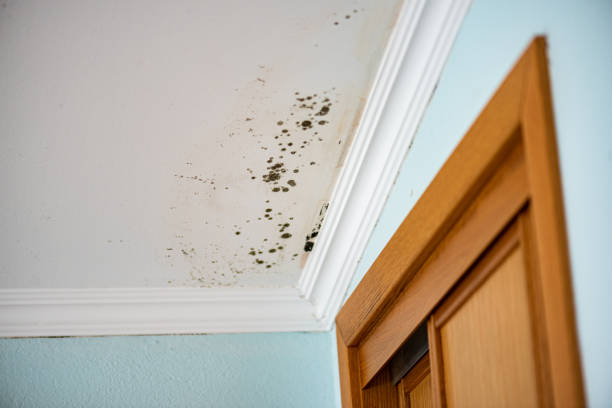 Best Basement Mold Remediation in Okawvle, IL