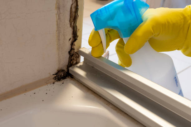 Best Mold Remediation for Schools in Okawvle, IL