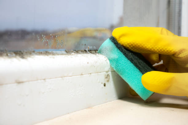 Best Post-Flood Mold Remediation in Okawvle, IL