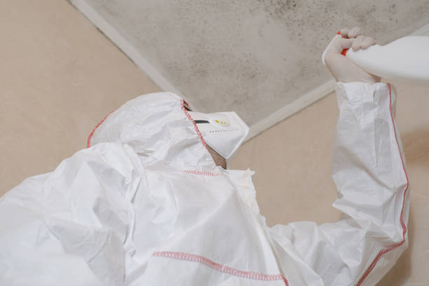 Best Attic Mold Remediation in Okawvle, IL