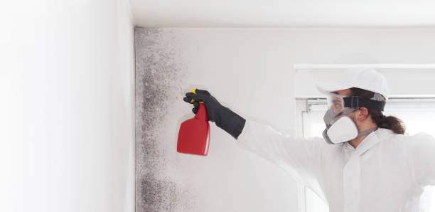 Best Mold Remediation for Specific Building Types in Okawvle, IL