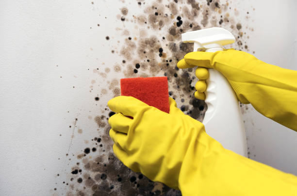Best Mold Testing and Inspection Services in Okawvle, IL