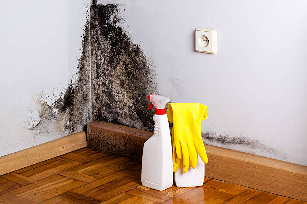 Best DIY Mold Remediation Support Services in Okawvle, IL