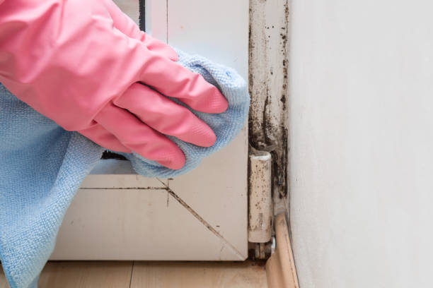 Professional Mold Remediation in Okawville, IL