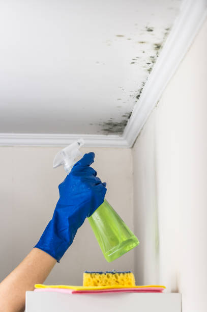 Best Kitchen Mold Remediation in Okawvle, IL